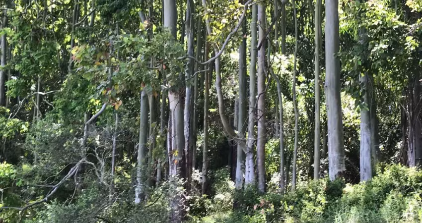 Área de 500 ha com eucalipto reflorestamento! a 150 km da capital.