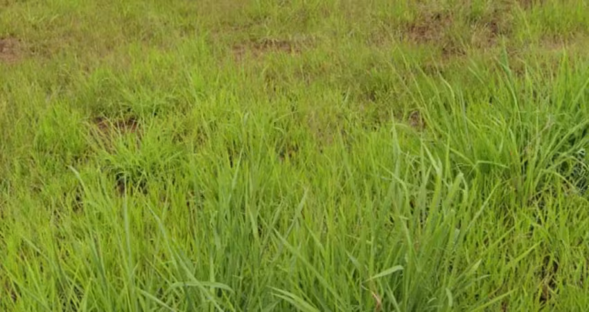 Terreno à venda no FAG, Cascavel 