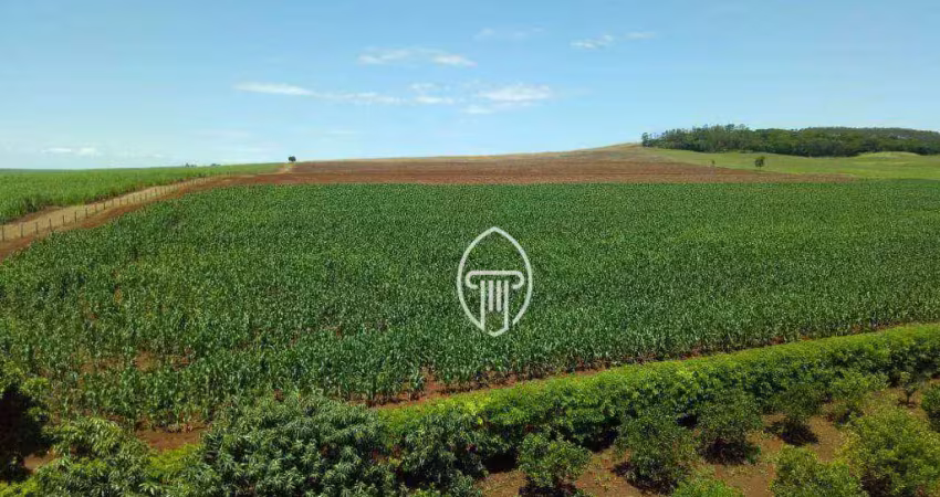 Fazenda à venda, 50 alq. por r$ 15.000.000 - bela vista do paraíso/pr