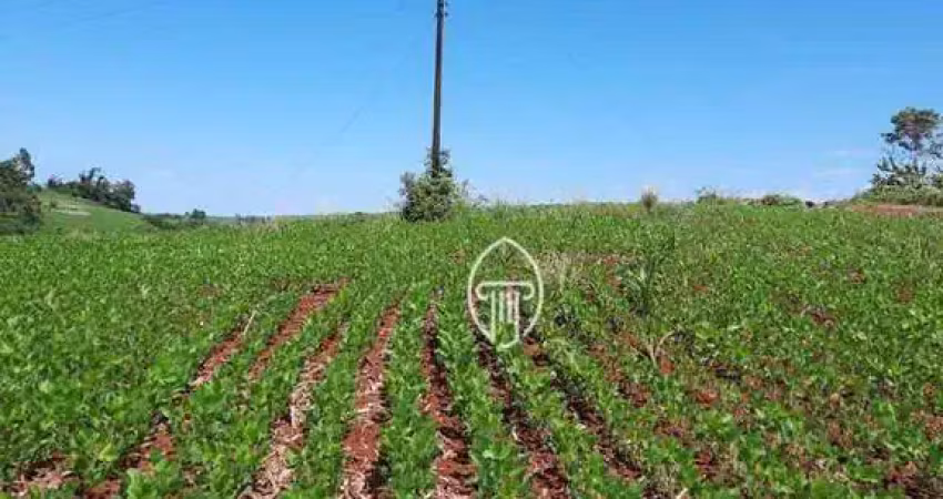 Sítio à venda, 10 alqueires por r$ 2.600.000 - zona rural - assaí/pr