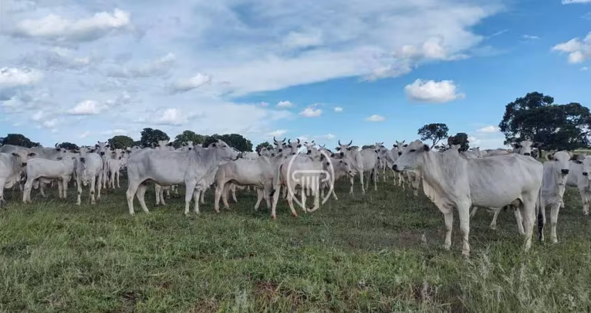 Fazenda à venda, 2100 hecatres por r$ 40.000.000 - zona rural - figueirão/ms