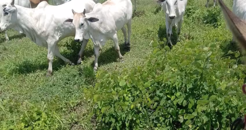 Fazenda à venda na Avenida Araguaia, Zona Rural, Cocalinho