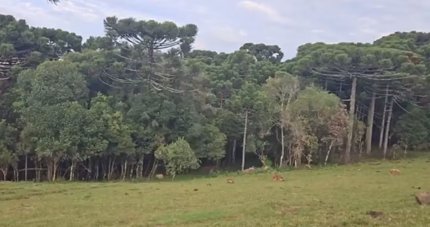 Chácara / sítio à venda na Zona Rural, Caxias do Sul 
