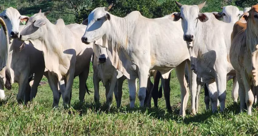 Fazenda de pecuária a 70 km de itabuna. 452 hectares