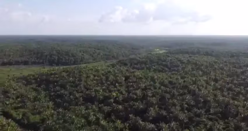 Excelente oportunidade de arrendamento agrícola no maranhão