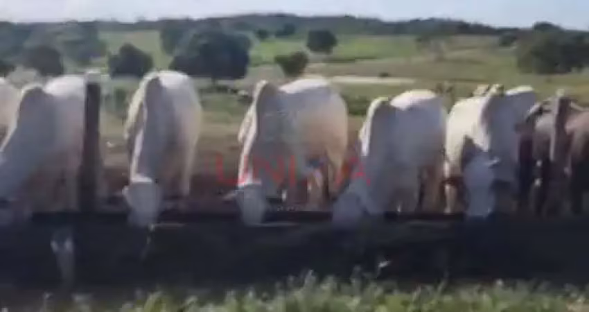 Fazenda à venda na Pocone, SN, Zona Rural, Poconé