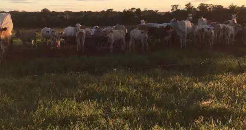 Fazenda à venda, 6515 m² por r$ 208.480.000,00 - zona rural - sinop/mt