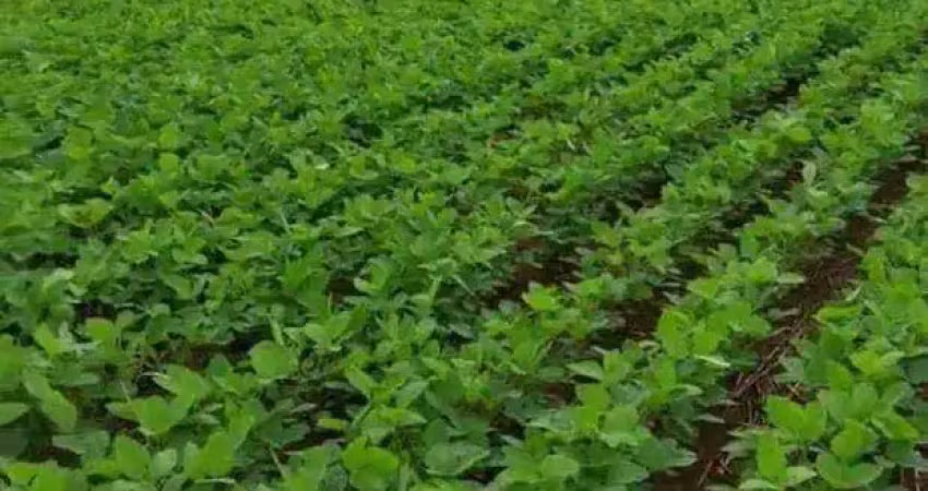 Fazenda à venda, 4800000 m² por r$ 66.648.330,00 - novo diamantino - diamantino/mt