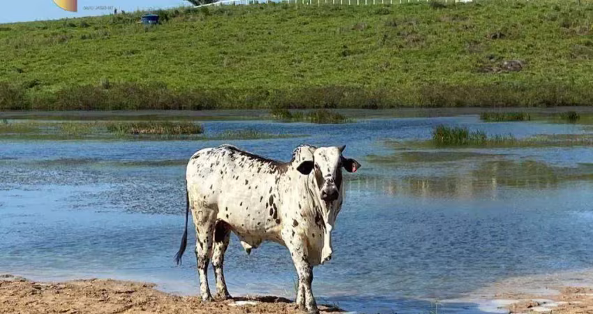Fazenda à venda, 9000000 m² por r$ 22.000.000,00 - suelandia - rorainopolis/rr