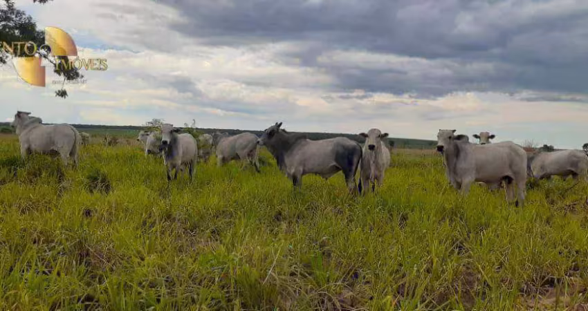 Fazenda à venda, 48800000 m² por r$ 122.000.000,00 - zona rural - itiquira/mt