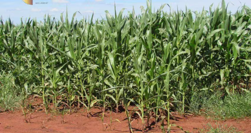 Fazenda à venda, 3050000 m² por r$ 15.555.000,00 - zona rural - jangada/mt
