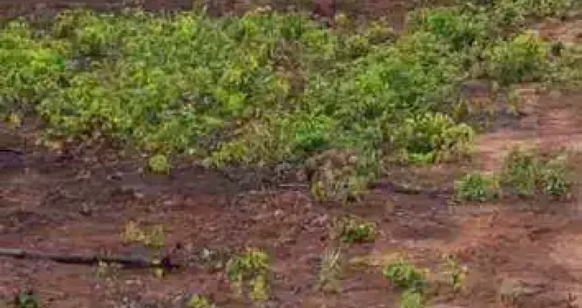 Fazenda à venda, 35000000 m² por r$ 10.000 - zona rural - tapurah/mt