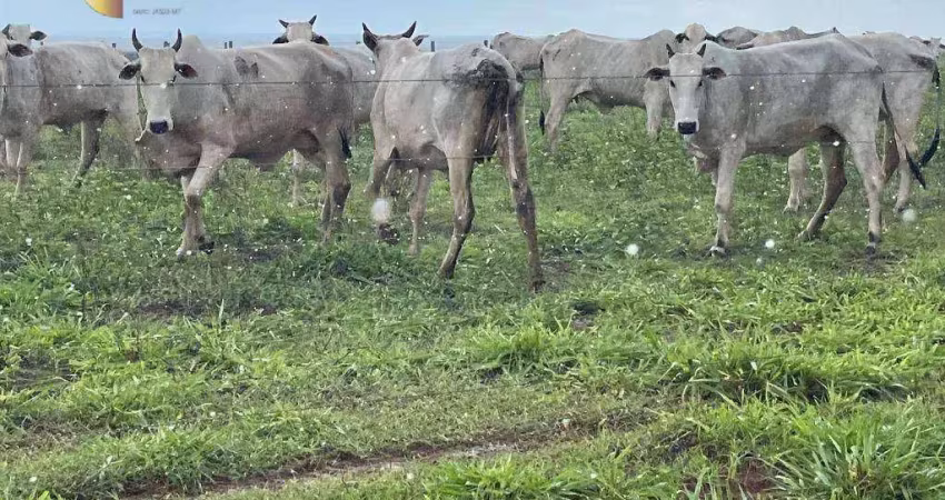 Fazenda à venda, 115000000 m² por r$ 165.000.000,00 - zona rural - nova ubiratã/mt