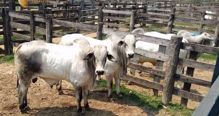 Fazenda à venda, 785550000 m² por r$ 999.999.999,99 - zona rural - miranda/ms