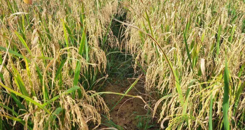 Fazenda à venda, 74300000 m² por r$ 150.000.000,00 - zona rural - nova mutum/mt