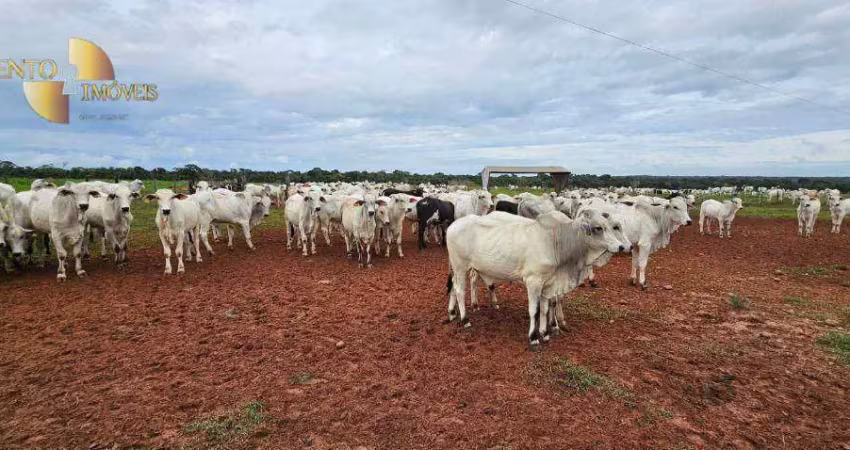 Vende-se 700 bezerros, 12 arrobas sendo 245 reais a arroba  - zona rural - são josé do rio claro/mt