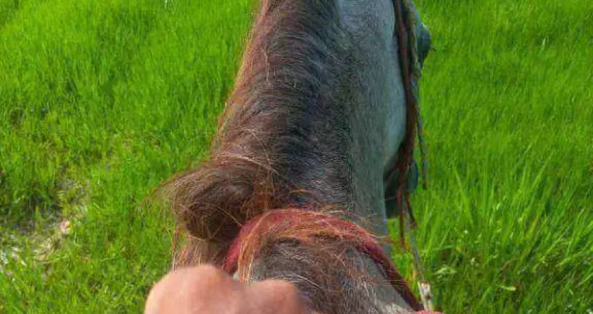 Fazenda com tradição em qualidade , 712 hectares por r$ 9.500.000 - rural - juruena/mt
