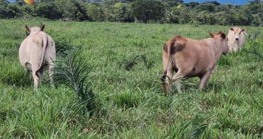 Fazenda com aptidão mista e sustentável, à venda, 2050 hectares por r$ 80.000.000 - zona rural - cuiabá/mt