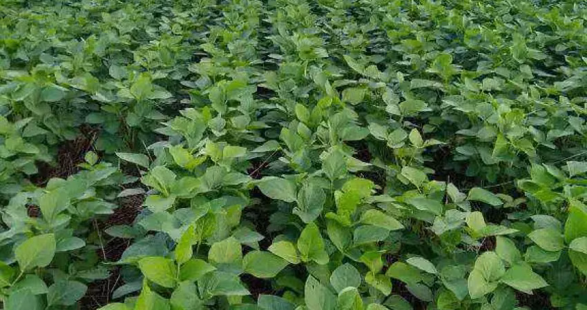 Terra produtiva para cultivo e criação, à venda, 212 hectares por r$ 10.494.000 - zona rural - rondonópolis/mt