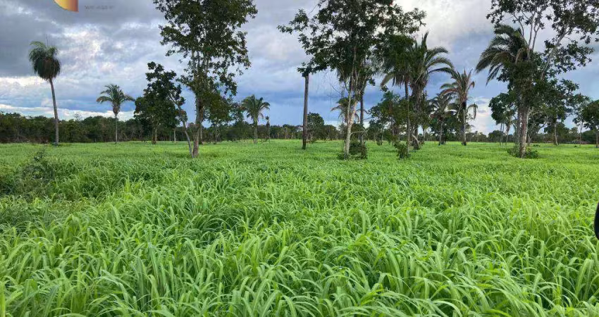 *pecuária de elite:* fazenda com estrutura completa para criação.