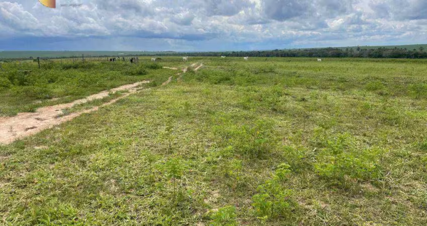 Fazenda à venda no Centro, Tesouro 