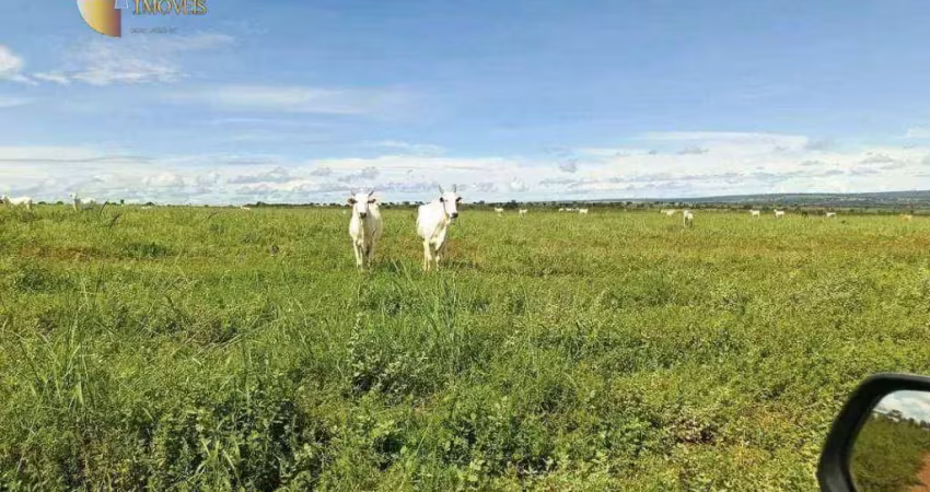 Fazenda para alugar no Centro, Nova Xavantina 
