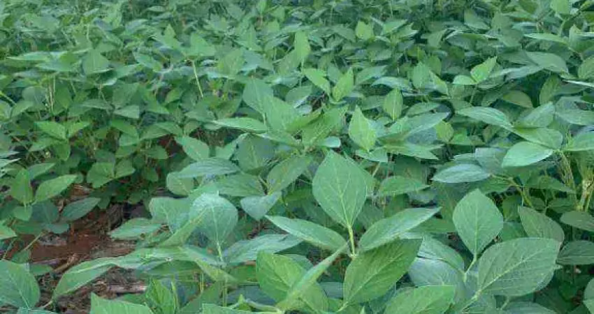 Fazenda à venda na Zona Rural, Sorriso 