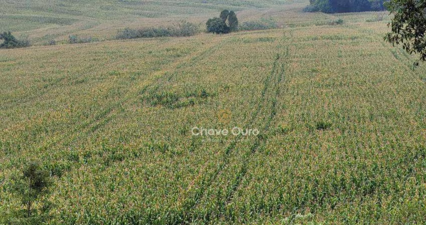 Área rural com 10 alqueires, ou 24.2 hectares com rio, pastagem e lavoura