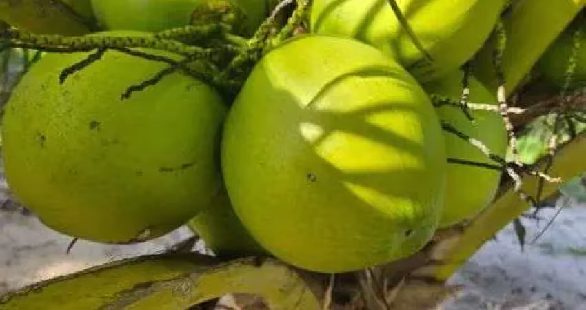 Granja com 6.5 hectares em punau com uma excelente localização e estrutura