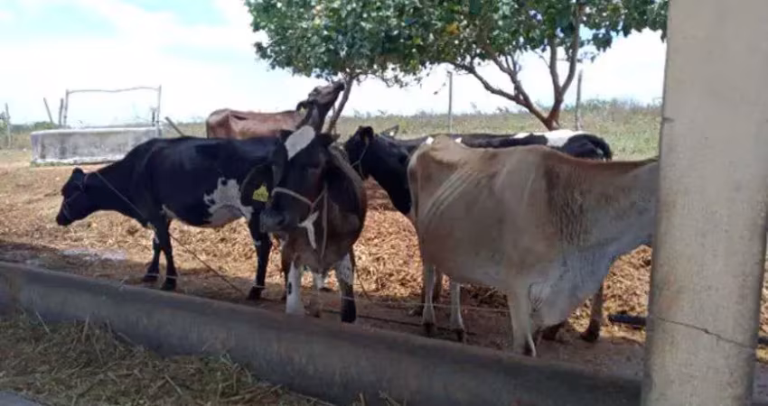 Excelente fazendinha 11.5 hc. top de luxo na região de monte alegre