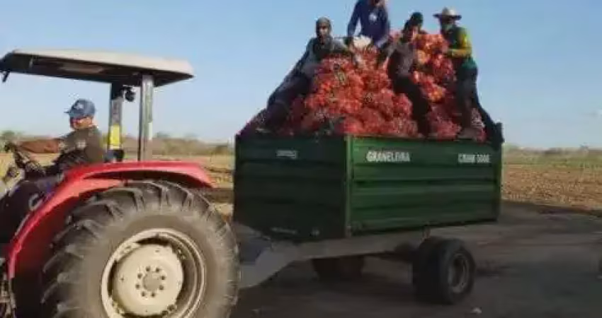 Fazenda com 34 hectares na região de jandaíra-rn com plantio de cebola