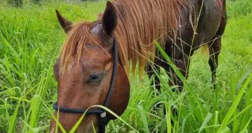 Haras granja com 8.57 hectares na região de macaiba com uma excelente localização e estrutura