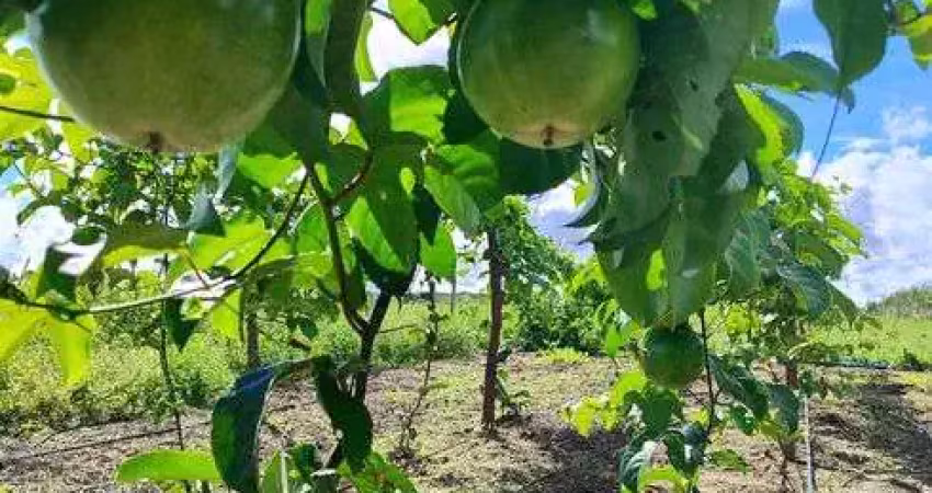 Fazenda/sítio/chácara com 9 hectares com 504 pés de coqueiros novo em produção irrigação maracujá