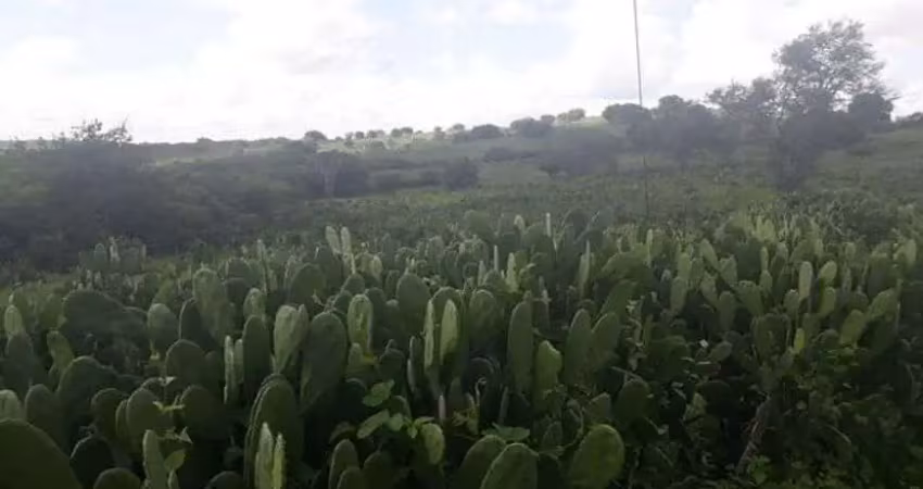 Fazenda com 137 hectares a um km centro de são pedro do potengi