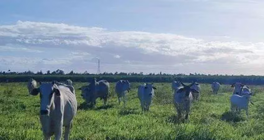 Fazenda com 85 hectares com maravilhosa estrutura de alto padrão