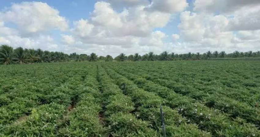 Excelente fazenda com 84 hectares próximo a vera cruz