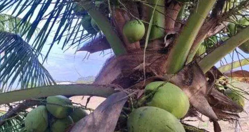 Sitio com 8 hectares plantado de coqueiros em plena produção 100% irrigado 3 poços tubulares