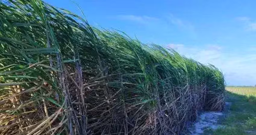 Fazenda com 300 hectares com estrutura de luxo na região de são josé de mipibu
