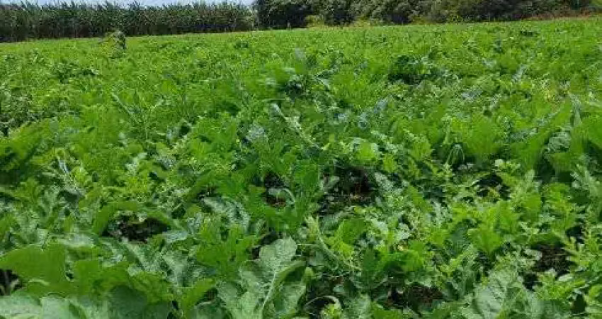 Fazenda com 253 hectares na região punau em plena br101 cortada por rio perene