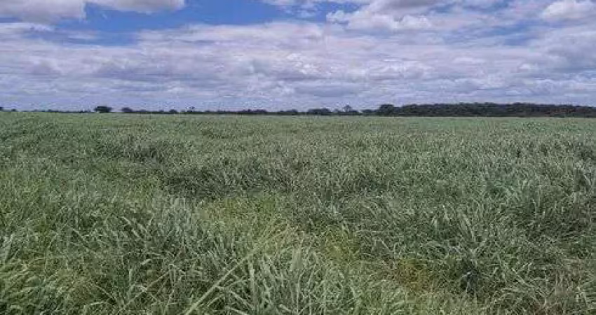 Fazenda com 570 hectares bastante estruturada na região de monte alegre