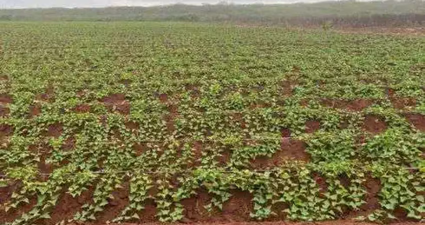 Fazenda com 50 hectares com irrigação e usina solar