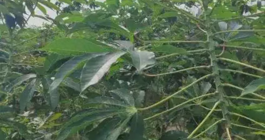 Fazenda com 80 hectares na região de macaiba próximo a vera cruz