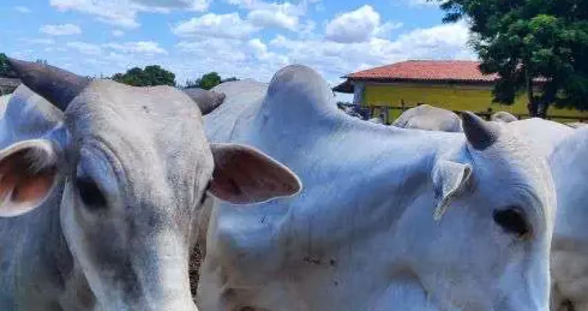 Fazenda de grande potencial de galinha de corte de gado de corte agricultura
