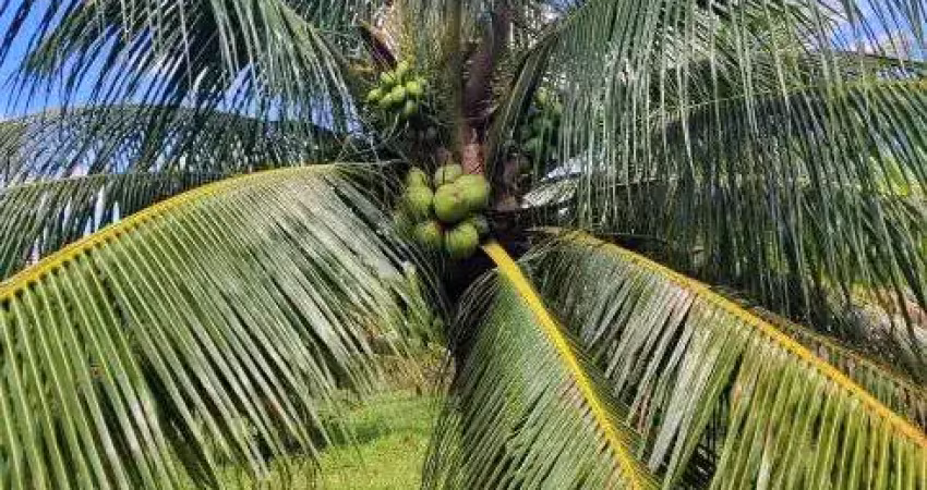 Alugo fazenda de coqueiro na grande natal zona sul entre s. josé e goianinha