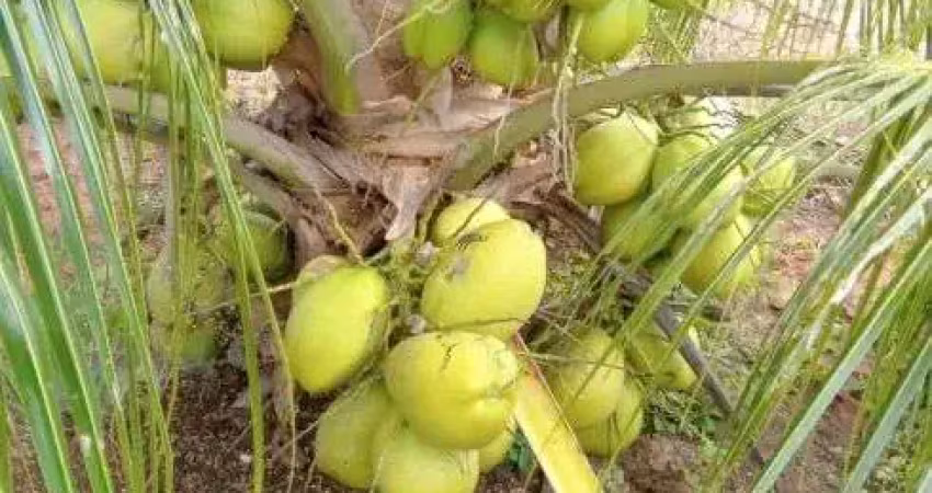 Fazenda com 60 hectares na região de touros com uma excelente plantação de coqueiros irrigação