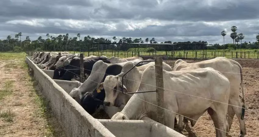 Fazenda com 191 hectares na região de carnaubais um luxo de propriedade