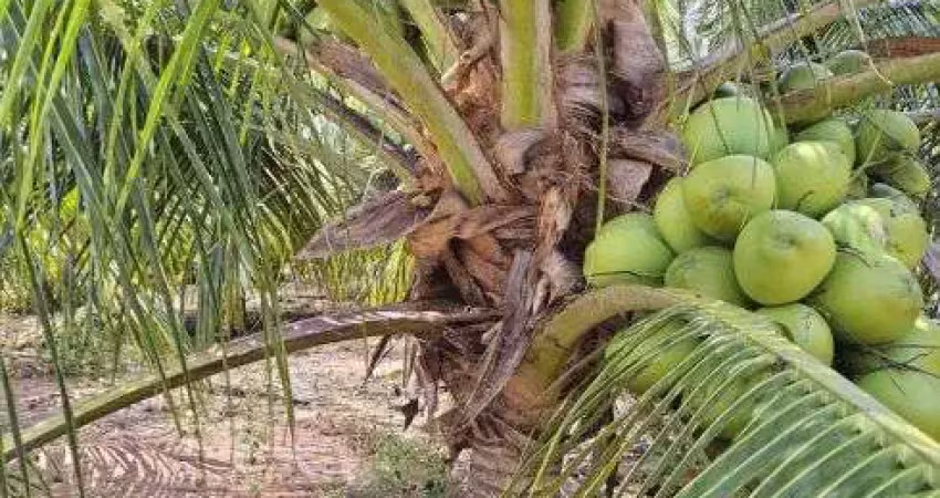 Arrendo fazenda de coqueiros com 38 hectares 5.500 pés plantados