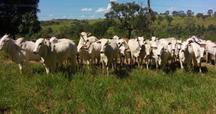 Fazenda à venda na Zona Rural, Presidente Olegário 