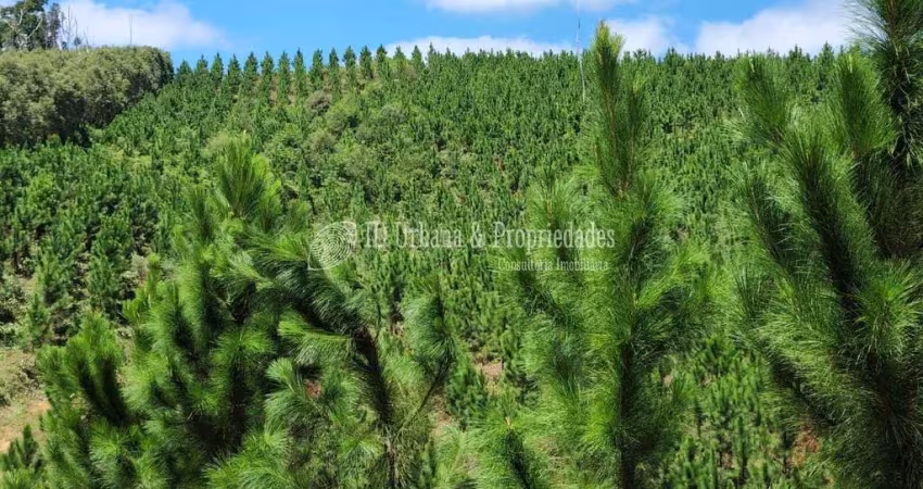 Terreno à venda na Bocaiuva / Divisa Com Rio Branco Do Sul, Centro, Bocaiúva do Sul
