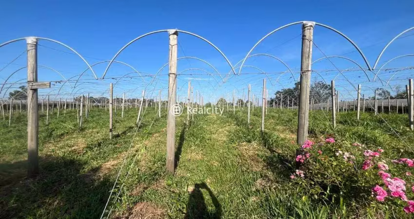 Terreno à venda na Km 9, 28, São Pedro, Bento Gonçalves